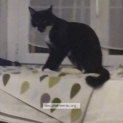 Photo de chat perdu à Seboncourt