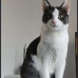 Photo de chat perdu à Bondoufle