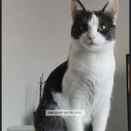 Photo 1/1 Chat retrouvé Perdu à Bondoufle