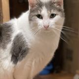 Photo de chat perdu à Conflans Sainte Honorine