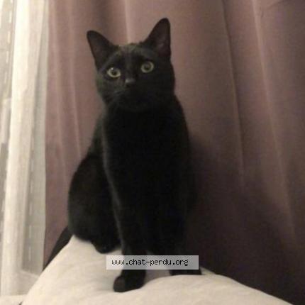 Photo de chat perdu à Ivry Sur Seine
