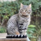 Photo de chat perdu à La Roche De Glun