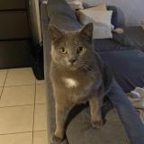 Photo de chat perdu à Lorette