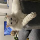 Photo de chat perdu à Meze