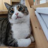 Photo de chat perdu à Torsac