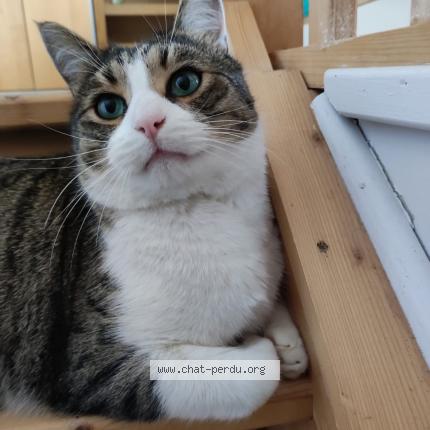 Photo de chat perdu à Torsac
