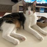 Photo de chat perdu à Le Mans