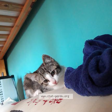 Photo 1/1 Chat retrouvé Perdu à Harfleur
