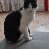 Photo de chat perdu à Sache