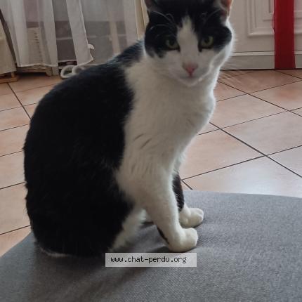 Photo 1/1 Chat retrouvé Perdu à Sache