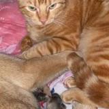 Photo de chat perdu à Dourdan