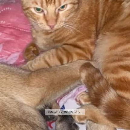 Photo 1/1 Chat retrouvé Perdu à Dourdan