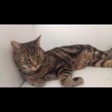 Photo de chat perdu à Argenteuil