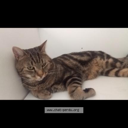 Photo 1/1 Chat retrouvé Perdu à Argenteuil