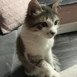 Photo de chat perdu à Nanterre