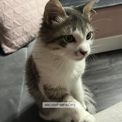 Photo 1/1 Chat retrouvé Perdu à Nanterre