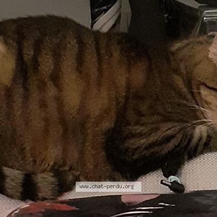 Photo 1/1 Chat retrouvé Perdu à Saint Etienne Sur Chalaronne