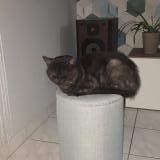 Photo de chat perdu à Saint Herblain