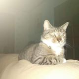 Photo de chat perdu à Vendin Le Vieil