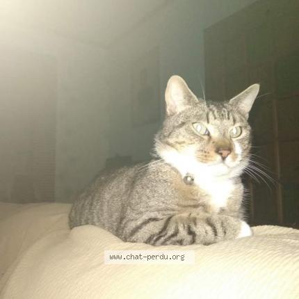 Photo 1/1 Chat retrouvé Perdu à Vendin Le Vieil