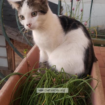 Photo de chat perdu à La Rochelle