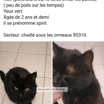 Photo 1/1 Chat retrouvé Perdu à Chaille Sous Les Ormeaux
