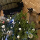 Photo de chat perdu à Paris