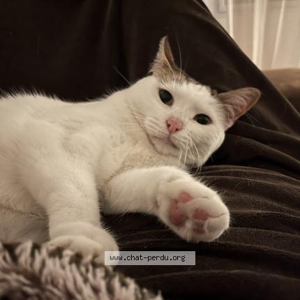 Photo de chat perdu à Marseille
