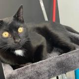 Photo de chat perdu à Houilles