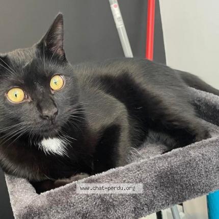 Photo de chat perdu à Houilles