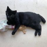 Photo de chat perdu à Luc Sur Mer