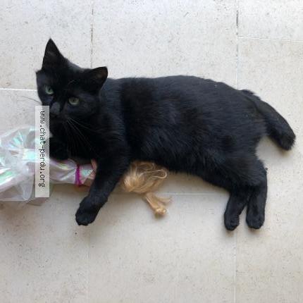 Photo 1/2 Chat retrouvé Perdu à Luc sur mer