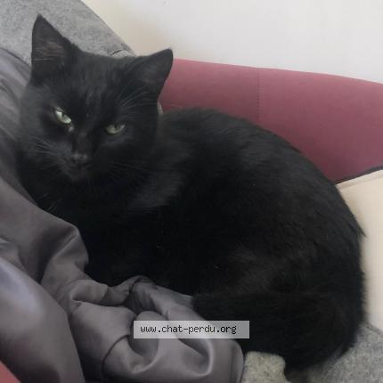 Photo 2/2 Chat retrouvé Perdu à Luc sur mer