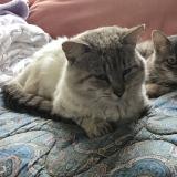 Photo de chat perdu à Le Cellier