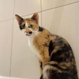 Photo de chat perdu à Langon