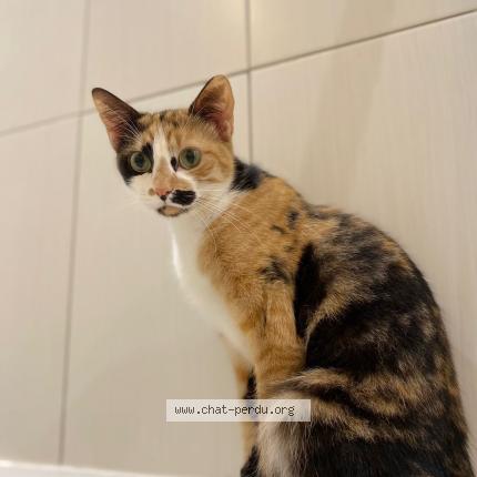 Photo 1/1 Chat retrouvé Perdu à Langon