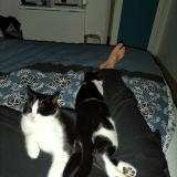 Photo de chat perdu à Les Grandes Chapelles