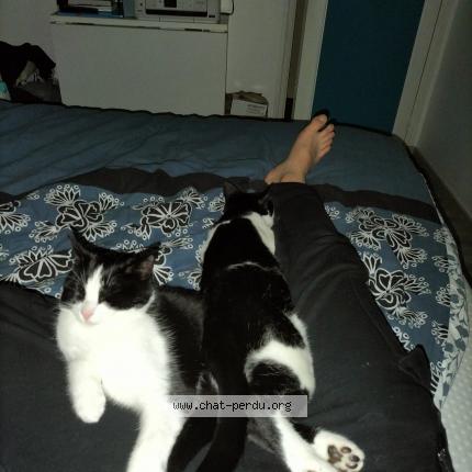 Photo 1/1 Chat retrouvé Perdu à Les Grandes Chapelles