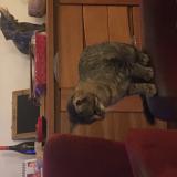 Photo de chat perdu à Brest