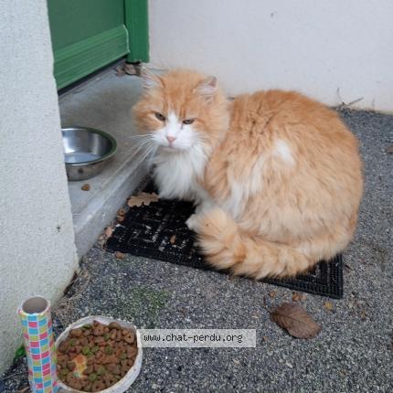 Photo 1/1 Chat retrouvé Trouvé à Aubigny Les Clouzeaux