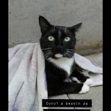 Photo de chat perdu à Saint Vaast En Chaussee