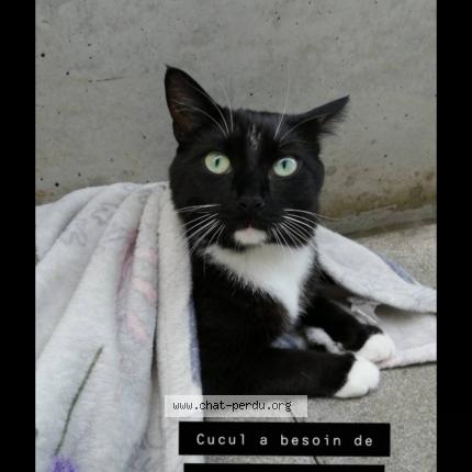 Photo 1/2 Chat retrouvé Perdu à Saint Vaast En Chaussee