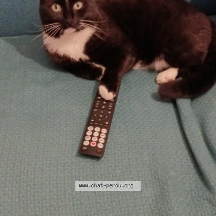 Photo 2/2 Chat retrouvé Perdu à Saint Vaast En Chaussee