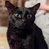 Photo de chat perdu à Villefranche Sur Mer