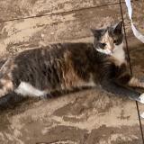 Photo de chat perdu à Louviers