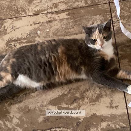Photo 1/1 Chat retrouvé Perdu à Louviers