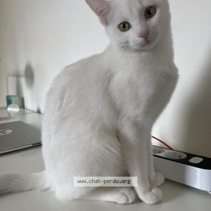 Photo 1/1 Chat retrouvé Trouvé à Aubervilliers