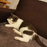 Photo de chat perdu à Marconnelle