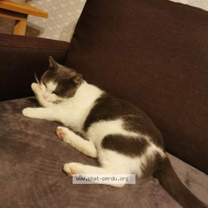Photo 1/1 Chat retrouvé Perdu à Marconnelle