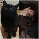 Photo de chat perdu à Muret